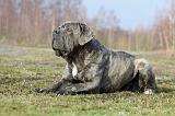 CANE CORSO 712